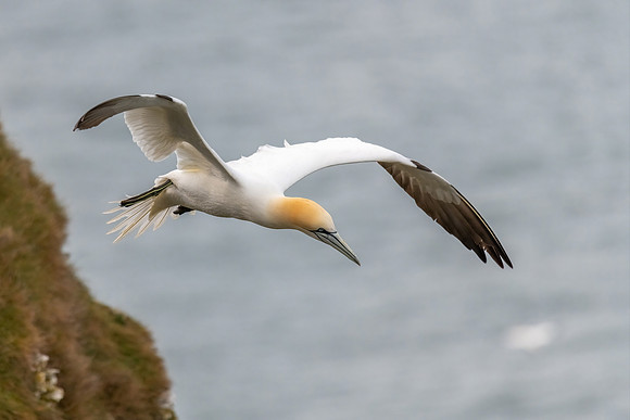 Gannet in Flight