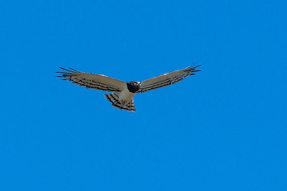 Black-chested Snake Eagle