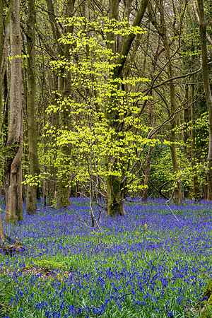 Ashford Bluebells