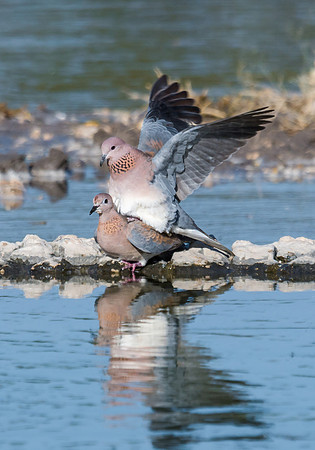 Laughing Dove