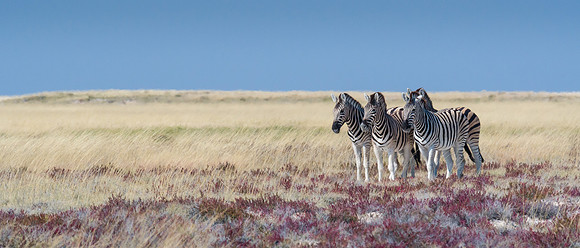 Burchell's Zebra