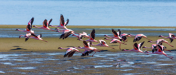 Lesser Flamingo