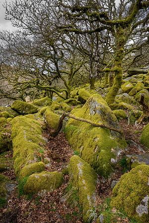Wistman's Wood