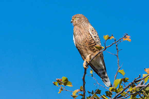 Shikra