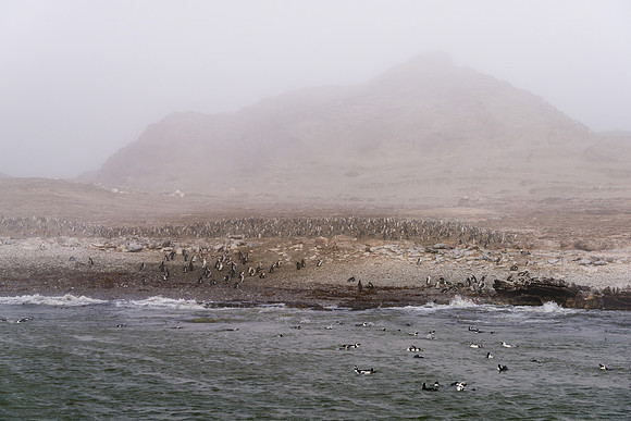 African Penguin