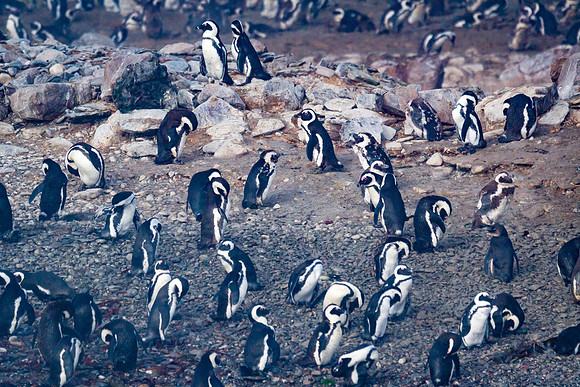 African Penguin