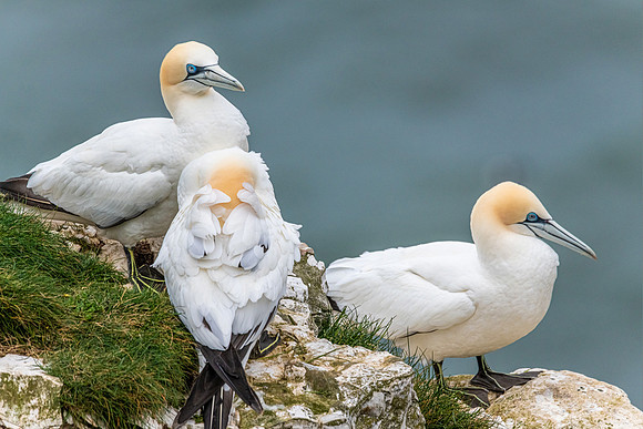Gannets Roost