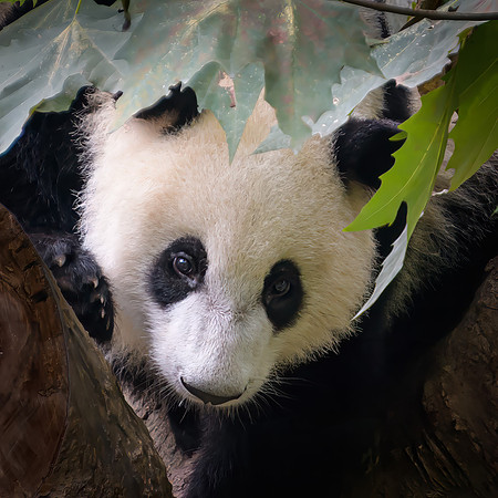 Giant Panda II