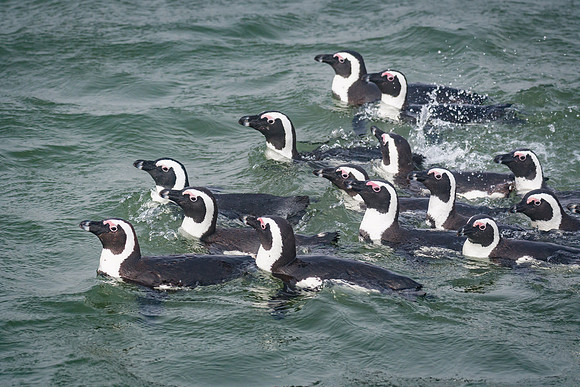African Penguin