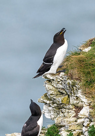 Razorbills, Bempton Cliffs