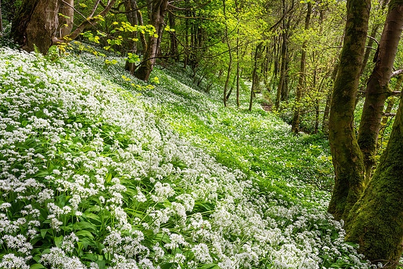 Wild with Garlic, Yorkshire Dales