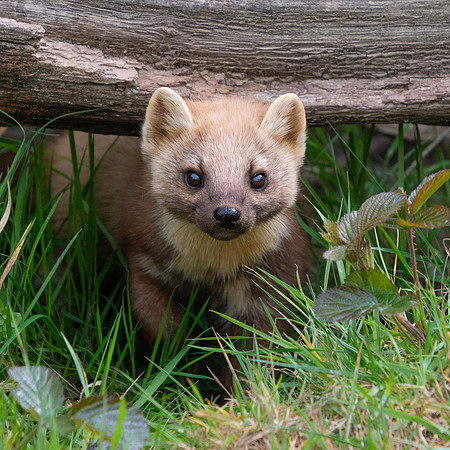 Pine Marten