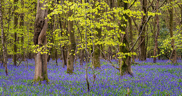 Ashford Bluebells