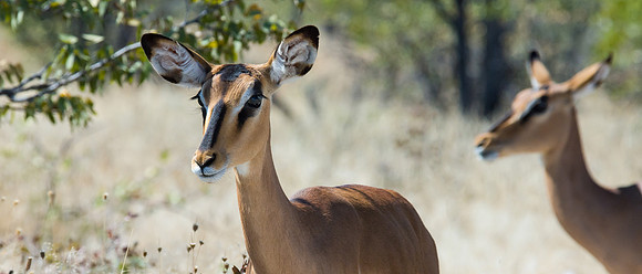 Black-faced Impala