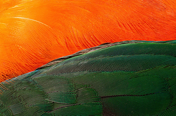 Flights of Beauty:  Australian King Parrot I