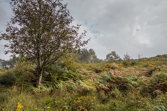 Egdon Heath