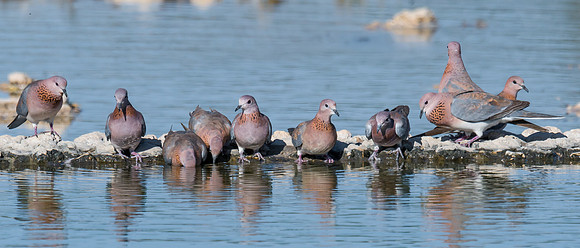 Laughing Dove