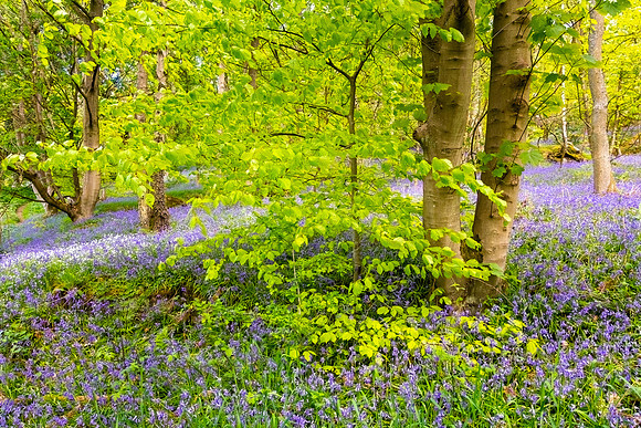 Froggatt Edge 2, Peak District