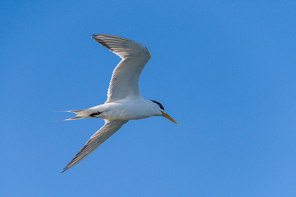 Swift Tern