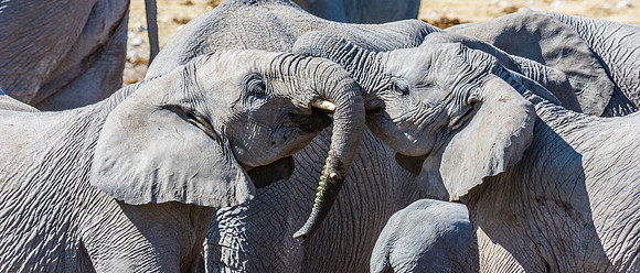 African Elephant