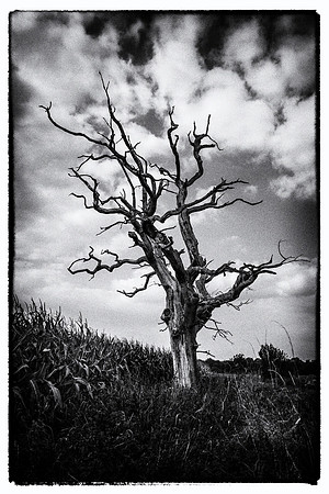 Dead Tree Dorset