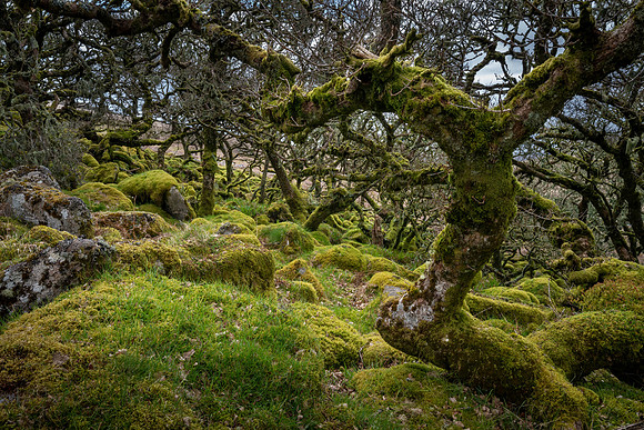 Wistman's Wood