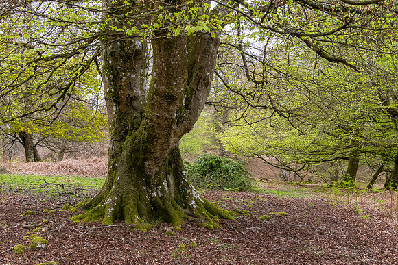 New Forest, Spring