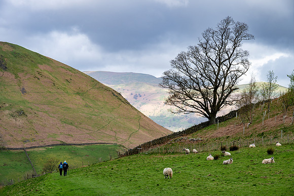 Martindale