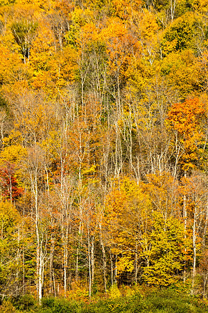 Golden Trees, Vermont