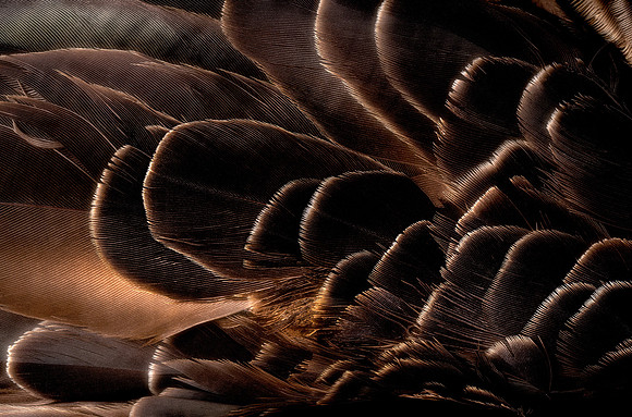 Flights of Sorrow: Carnaby's Black-Cockatoo – Endangered