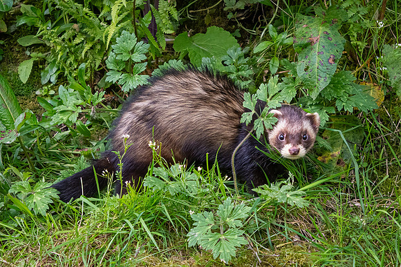 Polecat