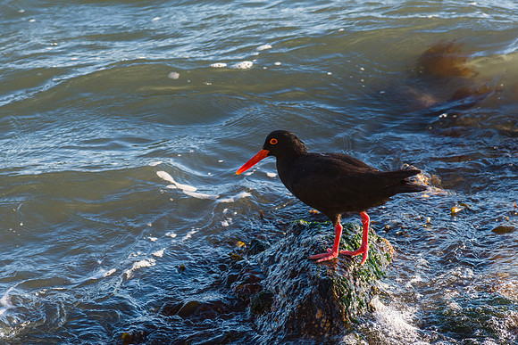 African Oystercatcher