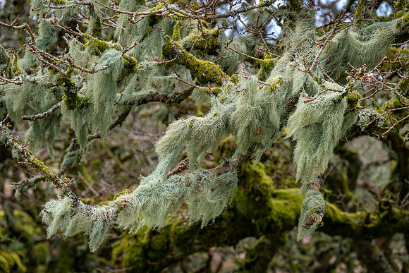 Wistman's Wood