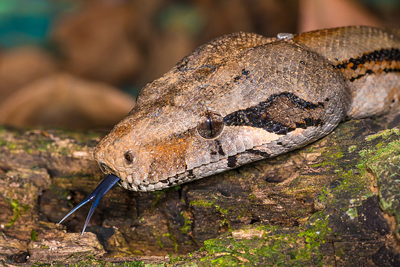 Boa Constrictor