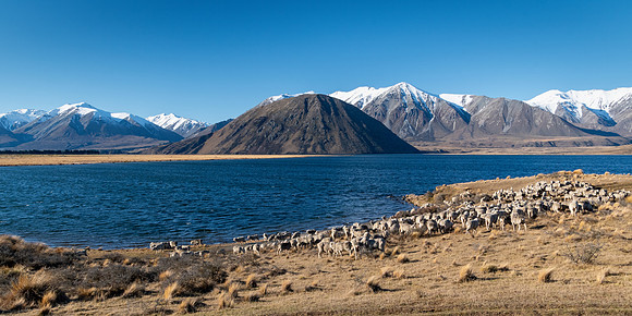 Lake Heron