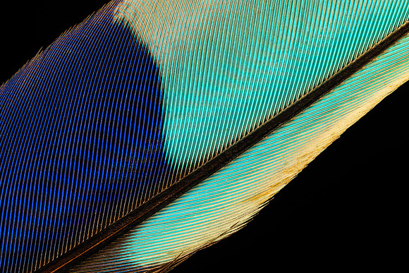 Flights of Beauty: Sacred Kingfisher I