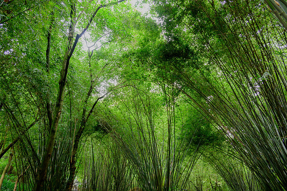 Bamboo Forest, Giant Panda Research Centre Chengdu