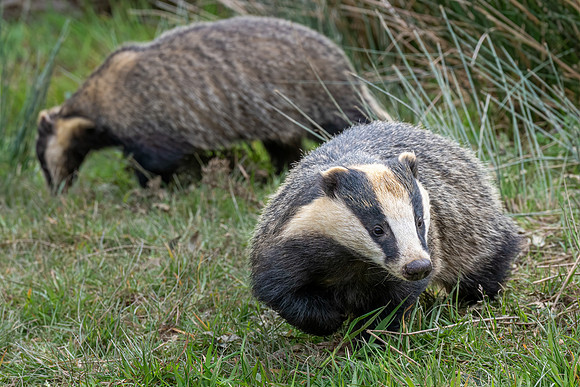 Badgers