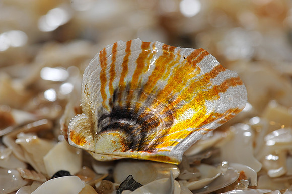 Beached Shells