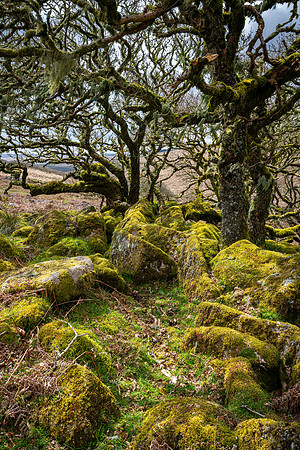 Wistman's Wood