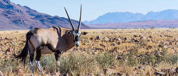Oryx Gazelle (Gemsbok)