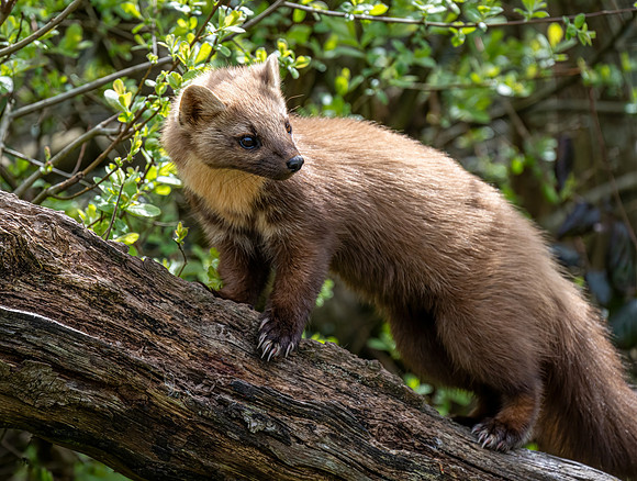 Pine Marten