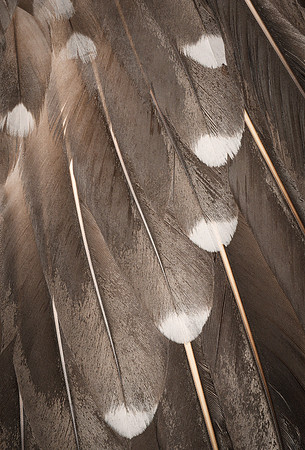 Flights of Beauty: Juvenile Australasian Gannet I