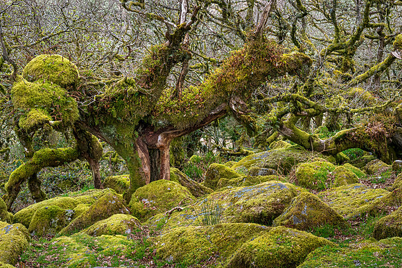 Wistman's Wood