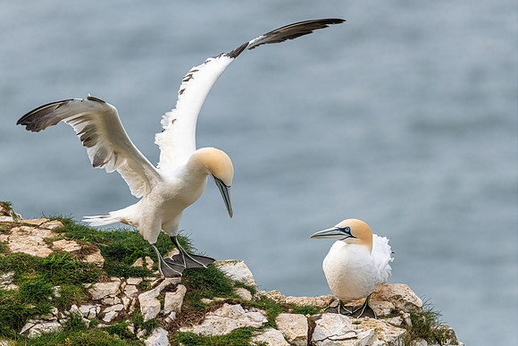 Gannets 2