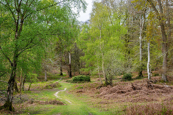 New Forest, Spring