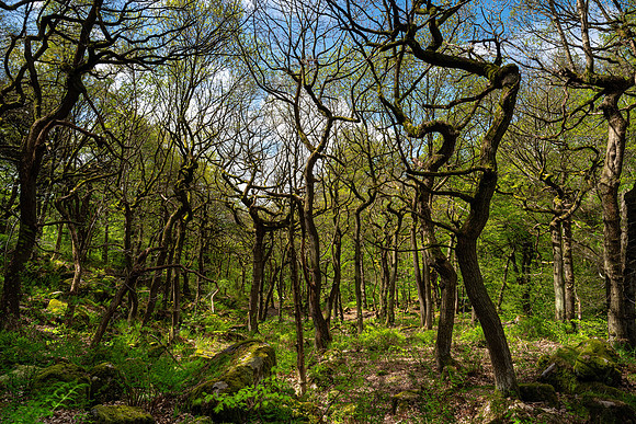 Twisted Oaks, Padley Gorge, Peak District
