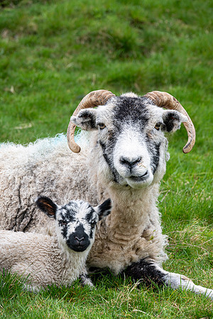 Martindale Sheep