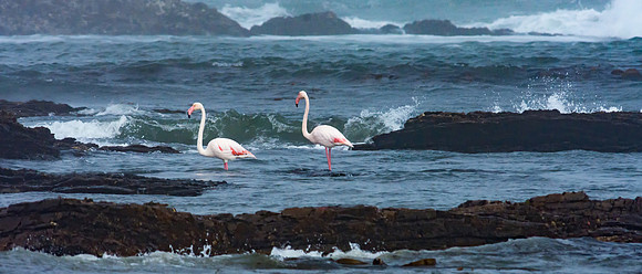 Greater Flamingo