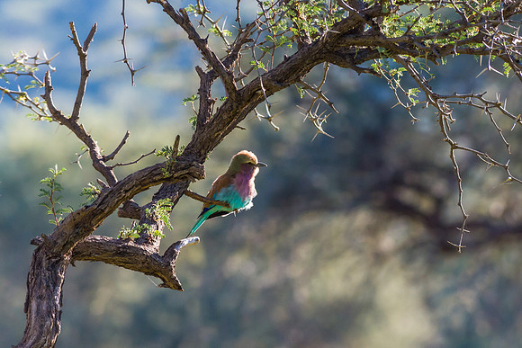 Lilac-breasted Roller